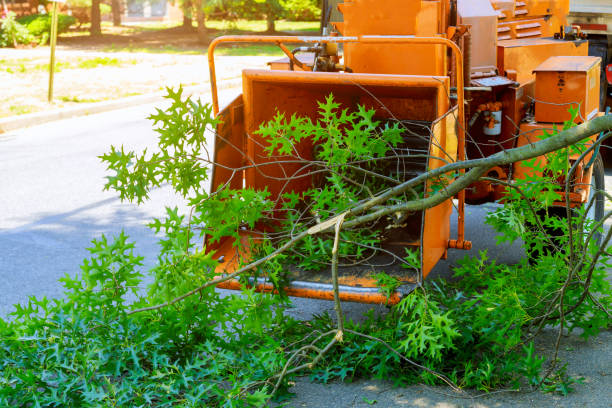 Tree Root Removal in Adairsville, GA